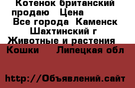 Котенок британский продаю › Цена ­ 3 000 - Все города, Каменск-Шахтинский г. Животные и растения » Кошки   . Липецкая обл.